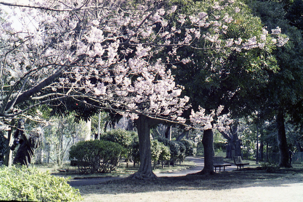 「雪割桜」 (film)