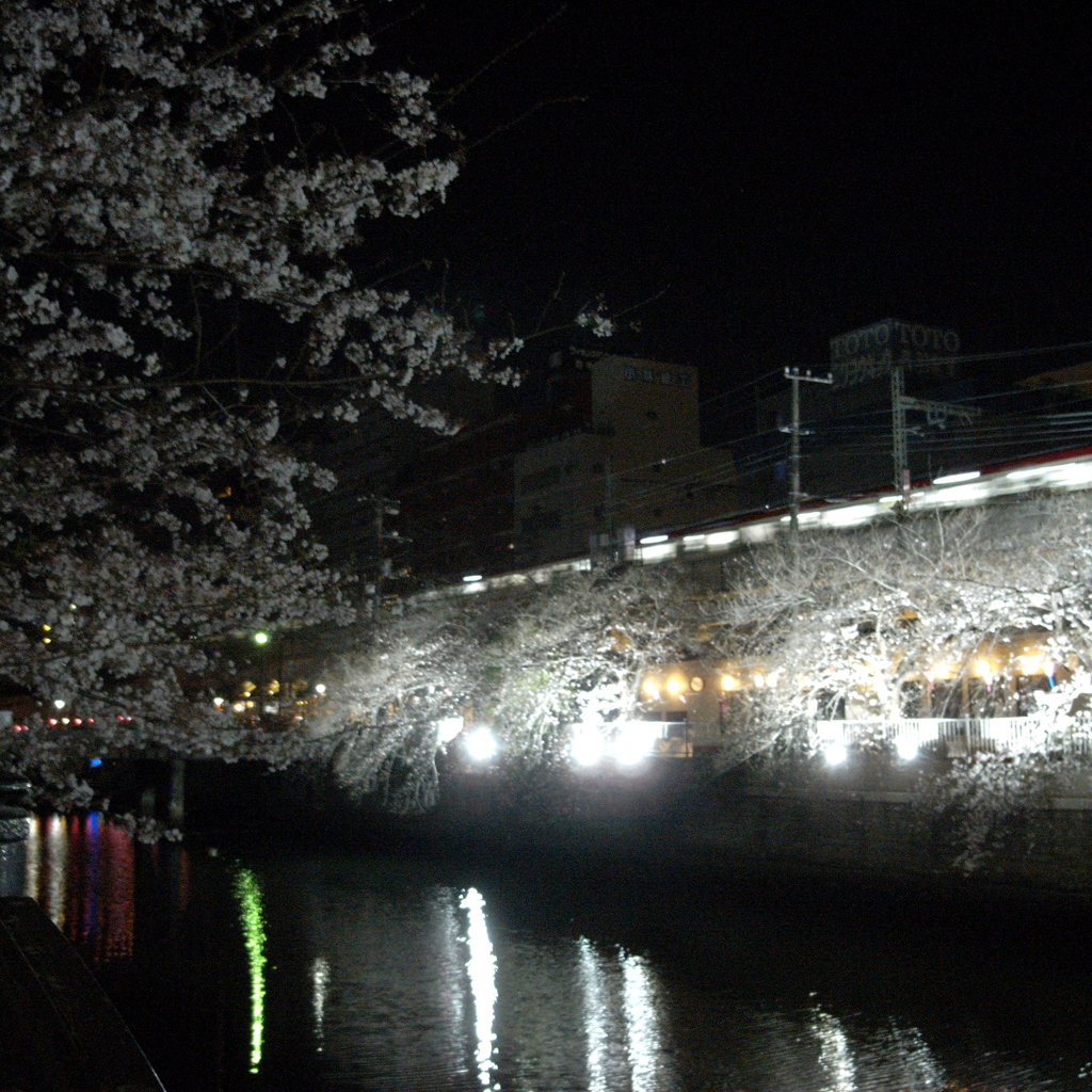 「桜：color」 (digital)