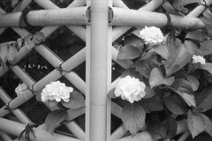 「紫陽花」 (film)
