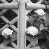 「紫陽花」 (film)