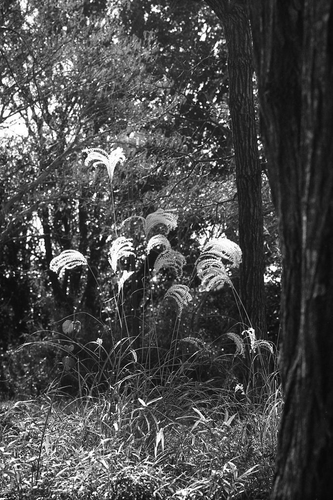 「冬の公園歩き」 (film)