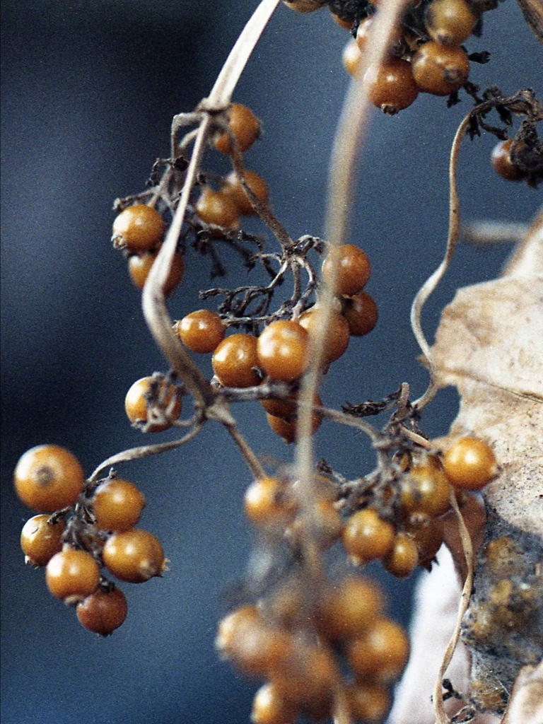 「ツブツブ」 (film)