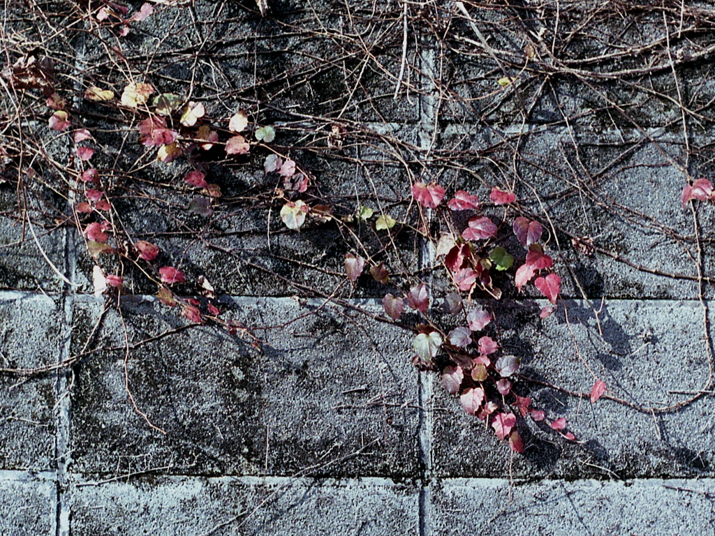 「秋 Leaves」 (film)