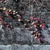 「秋 Leaves」 (film)