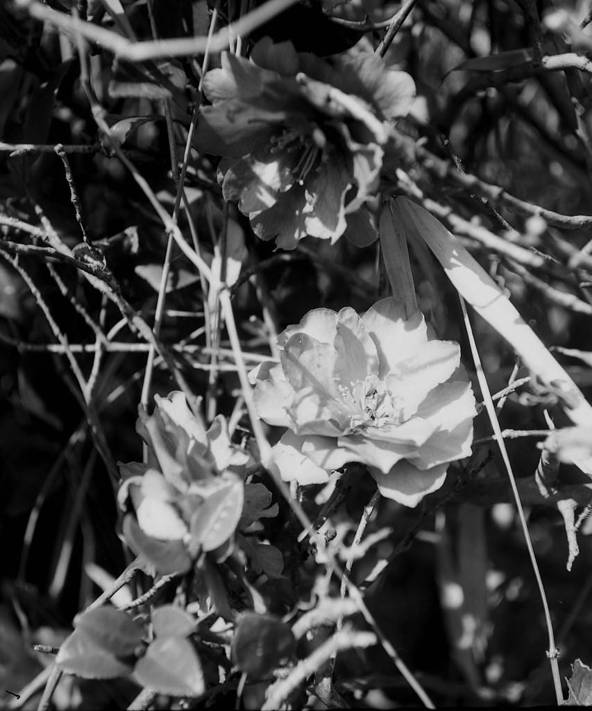 「山茶花」 (film:HR20)