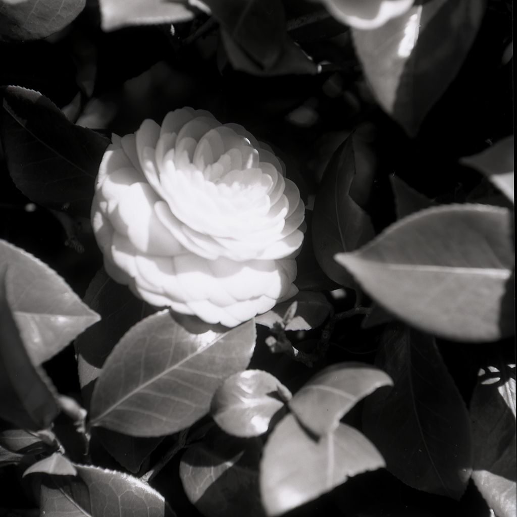 「monochrome」 (film:HR20)