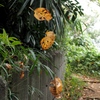 「10/27 散歩写真」 (digital)