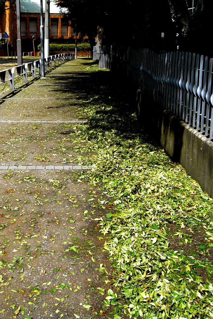 「台風の痕跡」