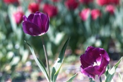 「Tulip 横浜公園」 (film)