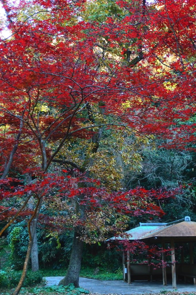 「11/28 久良岐公園」 (digital)