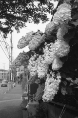「カシワバアジサイ」(film)
