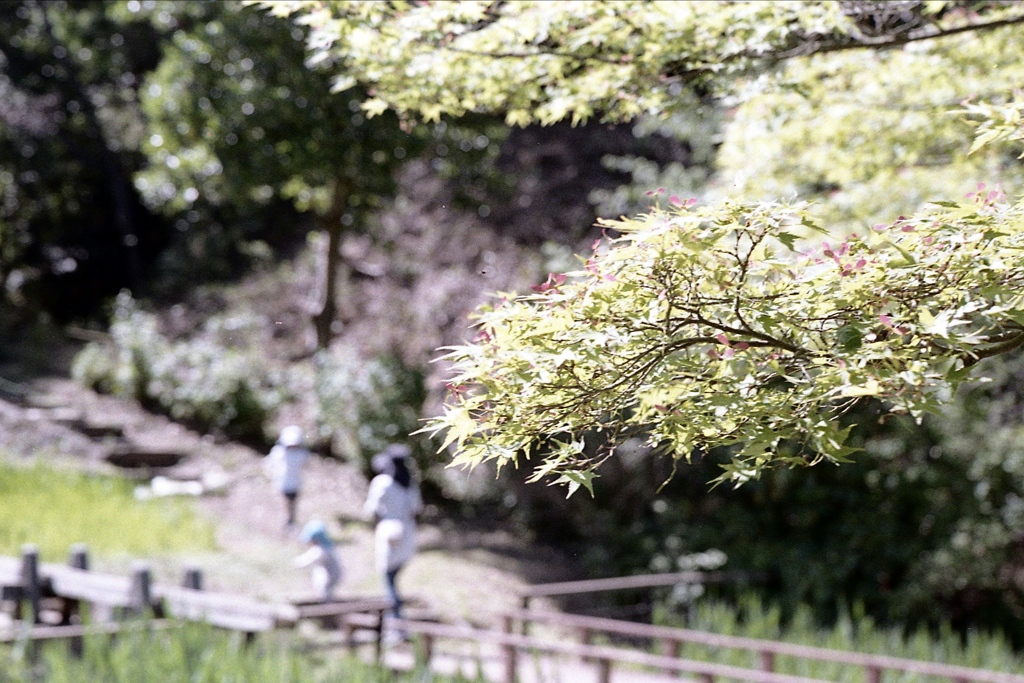 「春もみじ」 (film)