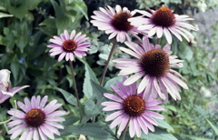 「7/18 散歩写真」 (film)