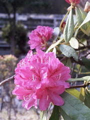 「ハーフで行こう：花」 (film)