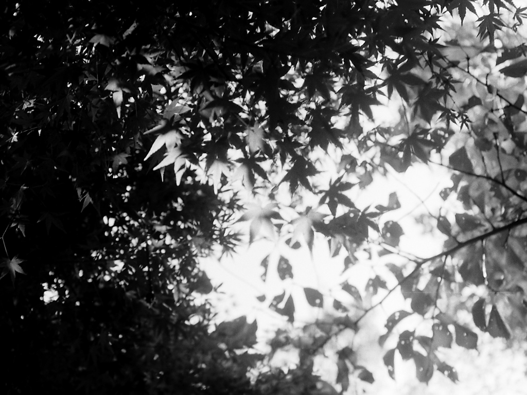 「散策カメラ41」 (film)