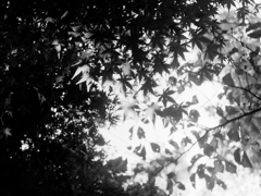 「散策カメラ41」 (film)