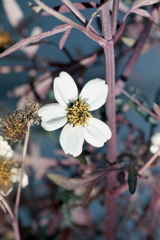 「街角flower」 (film)