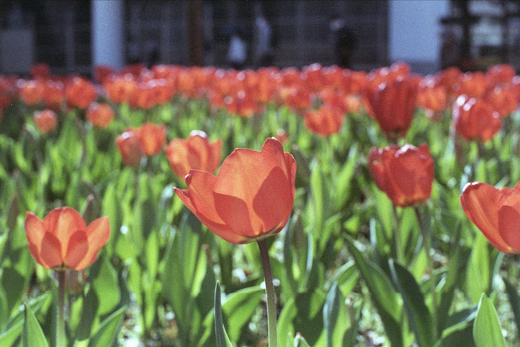 「Spring One Roll: 04」 (film)