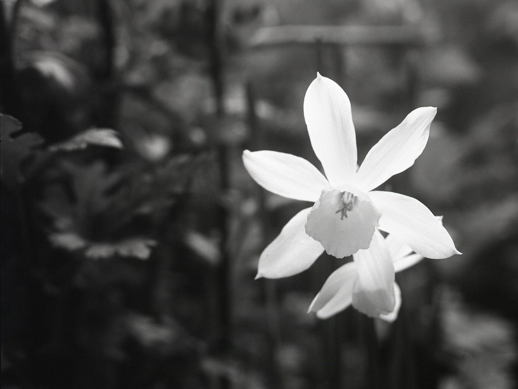 「monochrome」 (film)