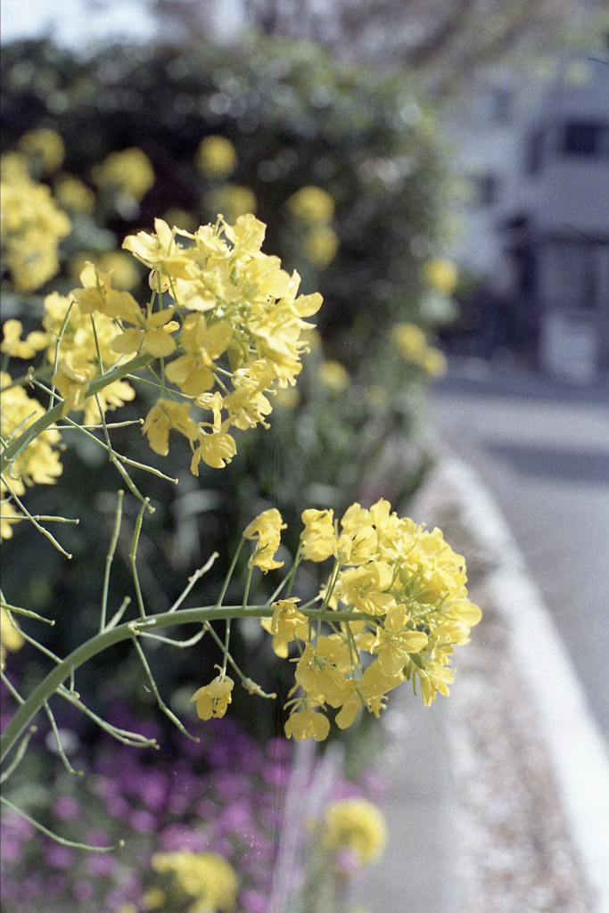 「Spring One Roll: 21」 (film)