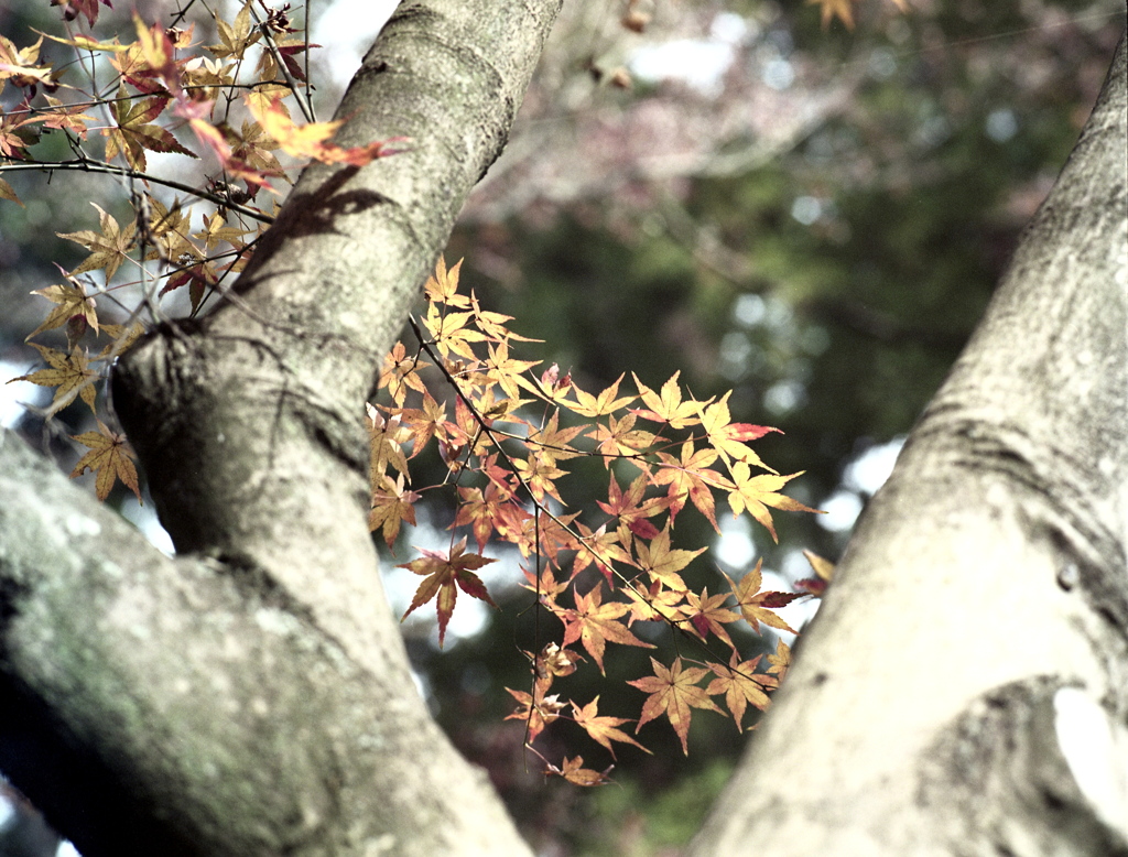 「楓」 (film)