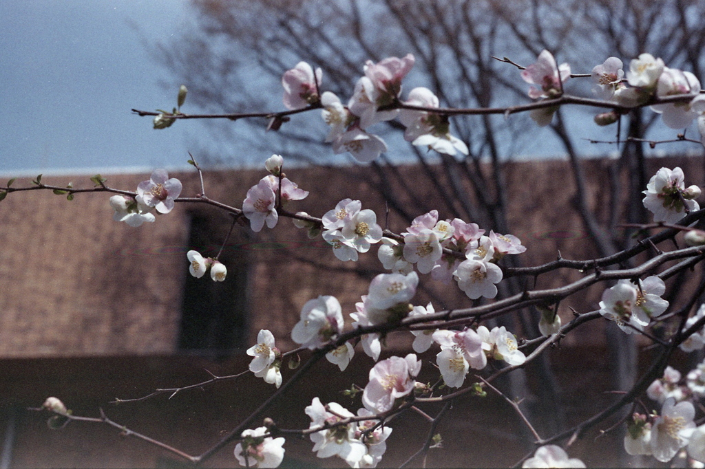 「散歩フォト」 (film)