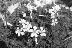 「路傍の華」 (film)