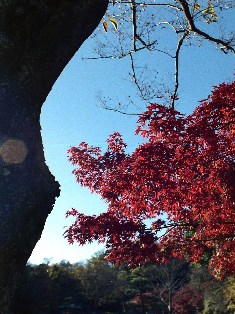 「秋空」 (film)