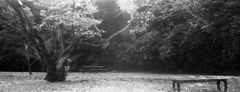 「久良岐公園」（DIY panoramic)」 (film)
