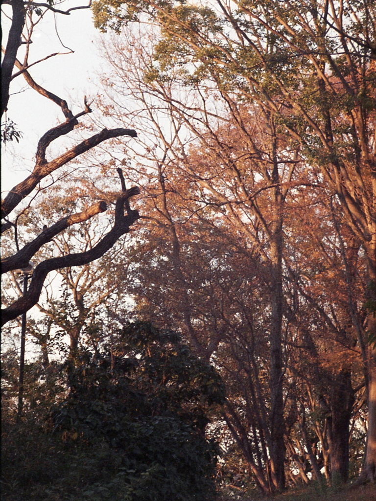 「autumn」 (film)