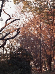 「autumn」 (film) 「autumn」 (film)