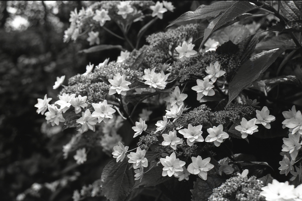 「なにしろ紫陽花」 (film:HR20)