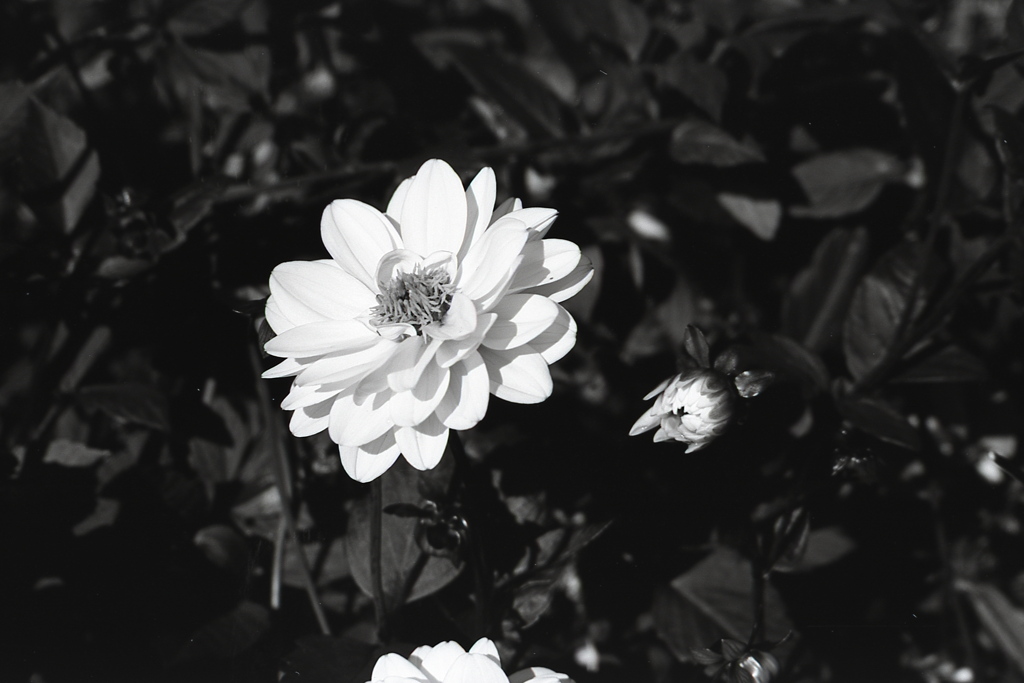 「white flower」 (film:HR20)