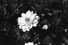 「white flower」 (film:HR20)
