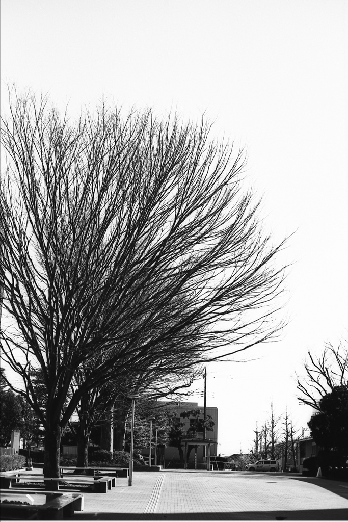 「冬公園」 (Fuji Microfilm HR20)