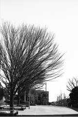 「冬公園」 (Fuji Microfilm HR20)