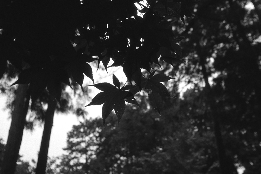 「9/27 久良岐公園で」 (film)