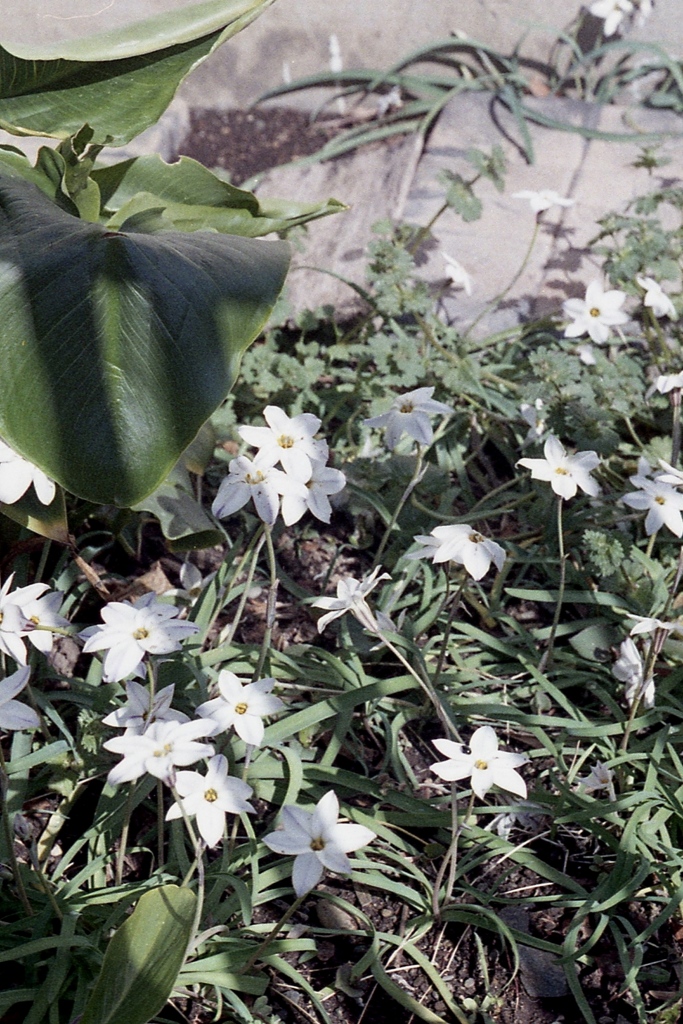 「散歩写真」 (film)
