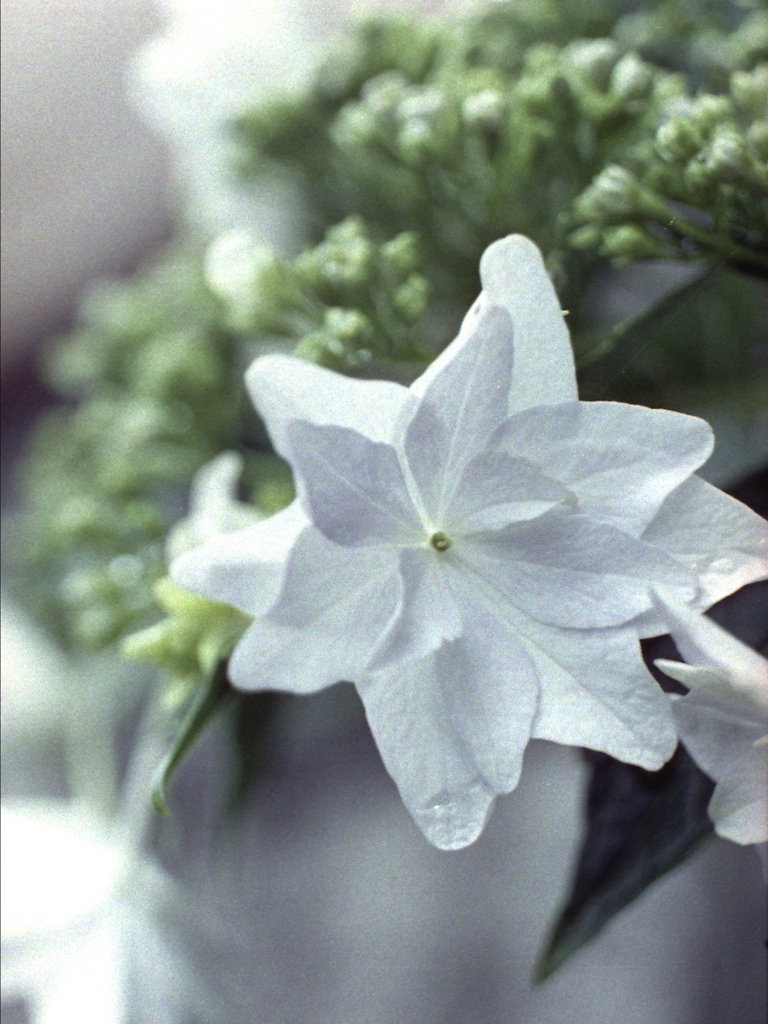 「紫陽花」 (film)