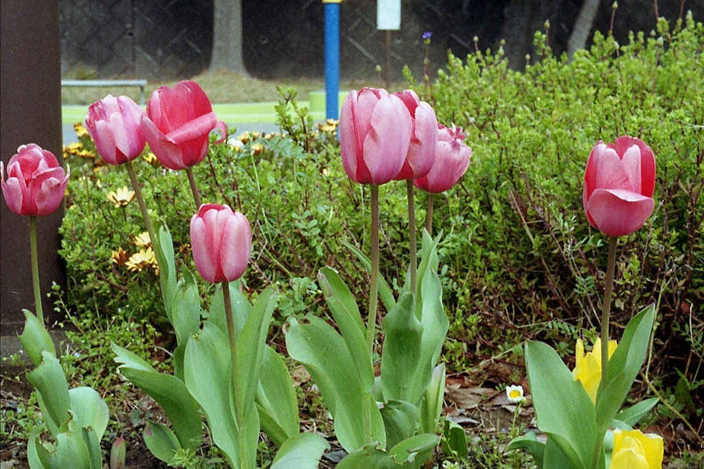 「red」 (film)