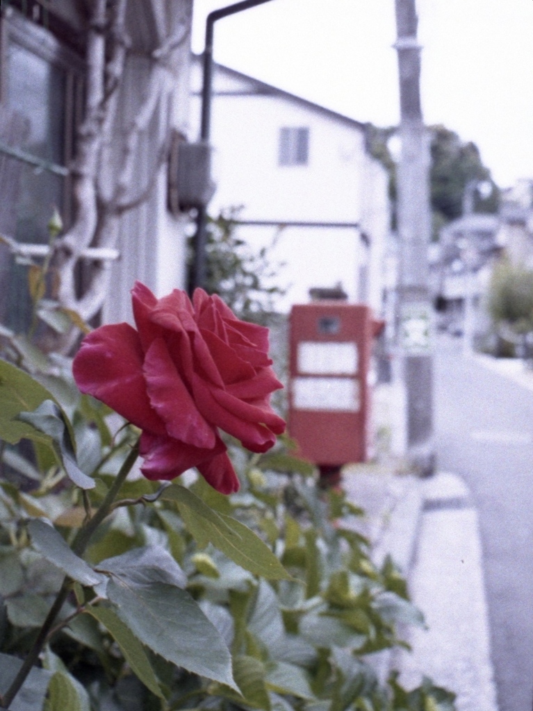 「一輪」 (film)