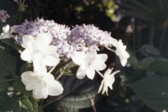 「紫陽花」 (film)