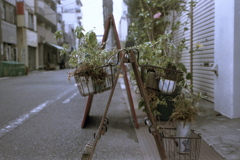 「店先plants」 (film)