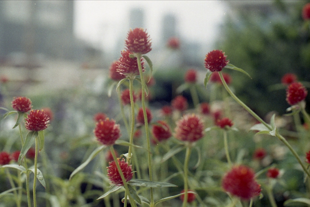 「千日紅」 (film)