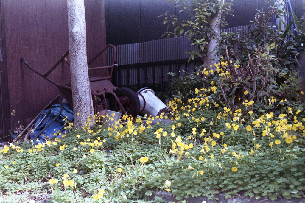 「路傍の華」 (film)