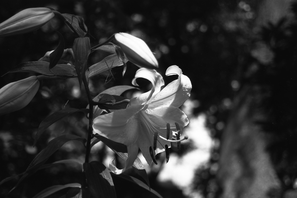 「white lily」 (film:HR20)
