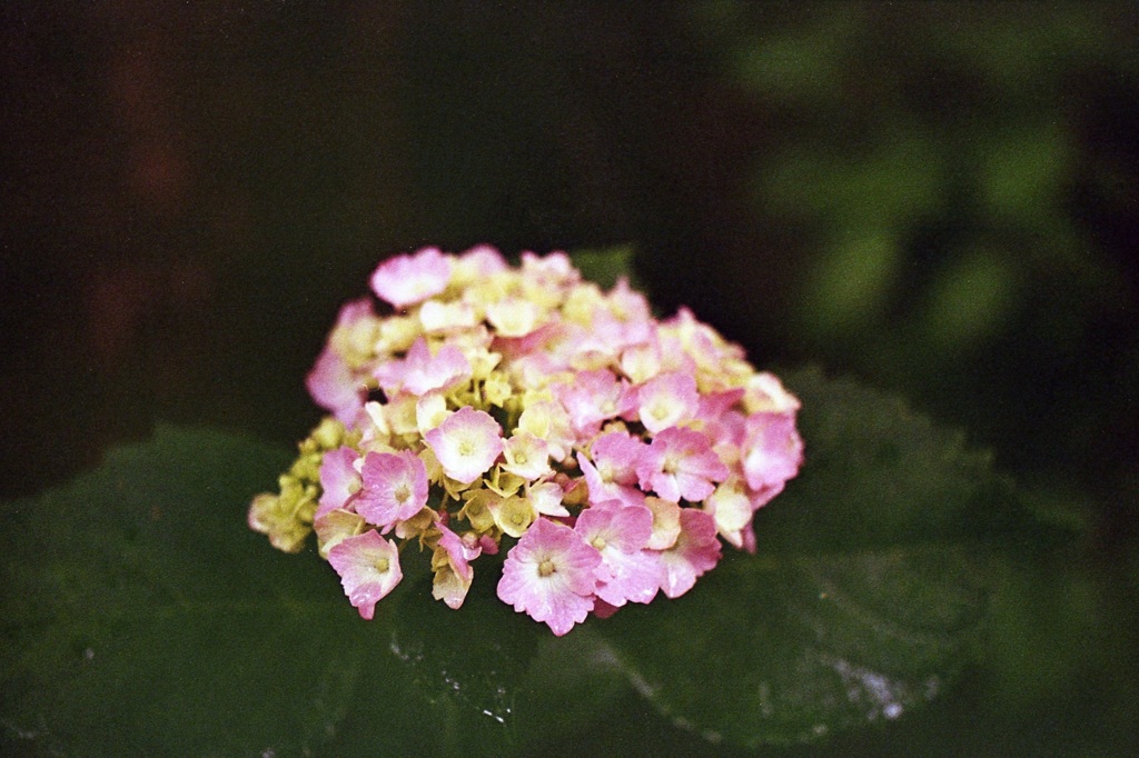 「街角flower」 (film)