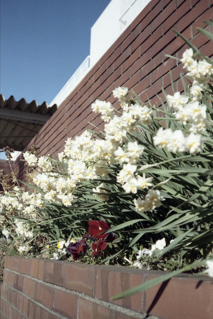 「小学校の花壇」 (film)