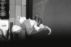 「White Lily」 (film)