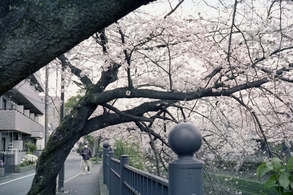 「桜の季節」 (film)